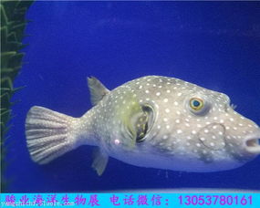 海洋生物展租赁1浙江海洋生物鱼缸展哪里有出租