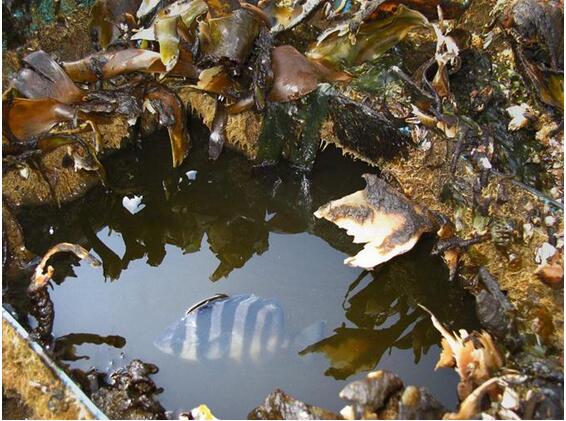 290种海洋生物为“躲避”海啸漂洋过海 从日本“搬家”至北美(图)_国际新闻_新闻_齐鲁网