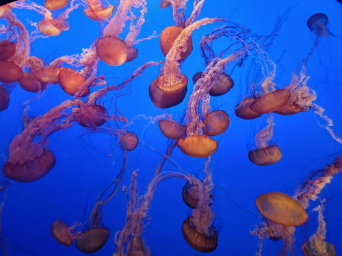多彩深海水母海洋生物摄影图 摄影