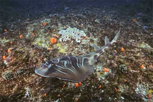 一啸渔乐 杂谈 神秘海底潜藏着的15种奇特生物