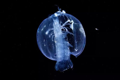 海洋探秘 它们也是浮游生物