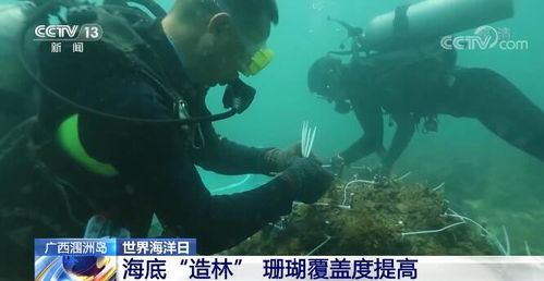 世界海洋日 我国海洋生态系统保护取得新进展 海洋生物多样性显著提高