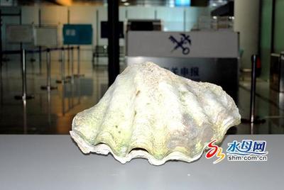 烟台海关查获重量达17公斤稀有海洋生物砗磲 - 今日头条(TouTiao.com)